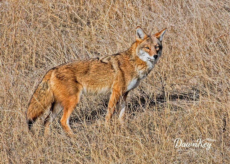 Image of yotes
