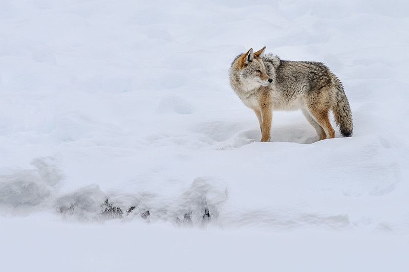 Image of yotes