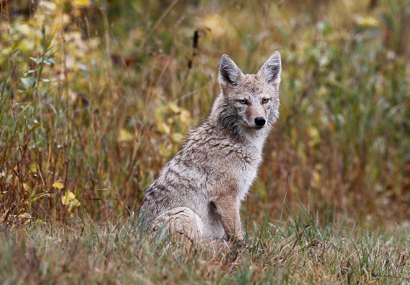 Image of yotes