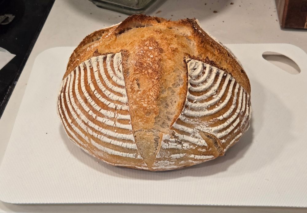 A gorgeous and wonderfully tall loaf of sourdough fresh out of the oven