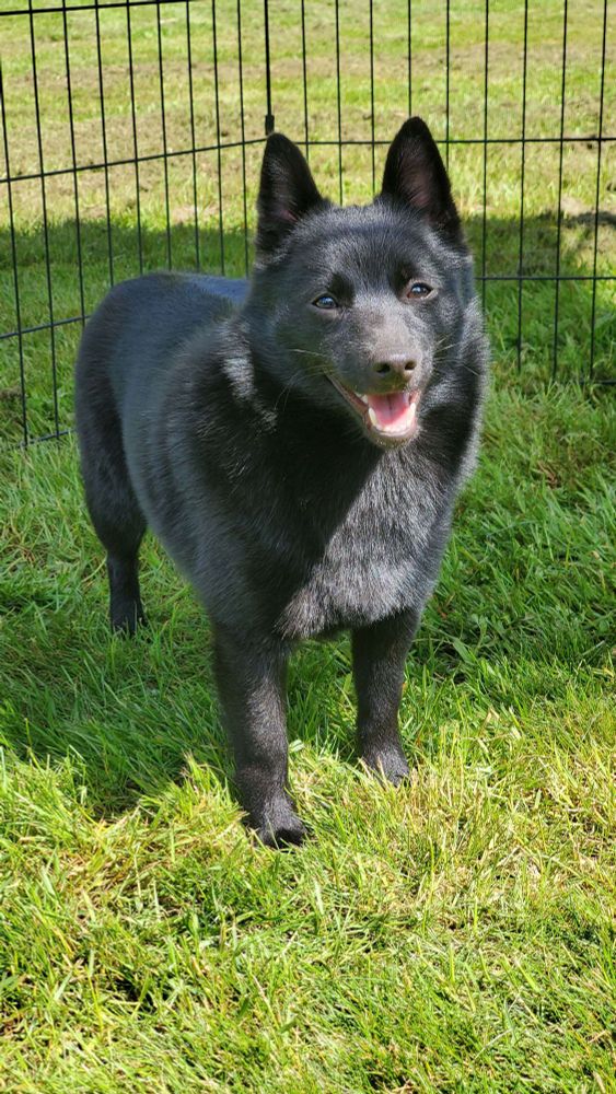 This is Olivia, our other newish puppy (just over a year old). She's standing on a grassy lawn with a wide smile, the sun making her coat especially shiny. She's also an active show dog, and is also competing in FastCAT (100m dash). Fun fact: when she has to poop, she runs in circles like she's being chased by her own butt.