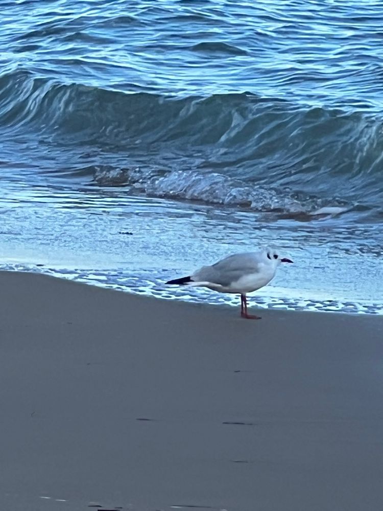 La mer, le sable et une mouette