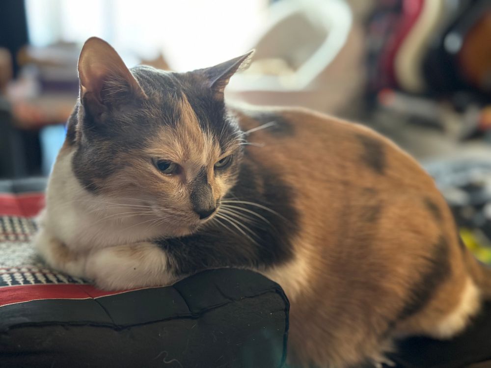 Moon Pie the calico looking regal with her front half loafed up on a black & red cushion