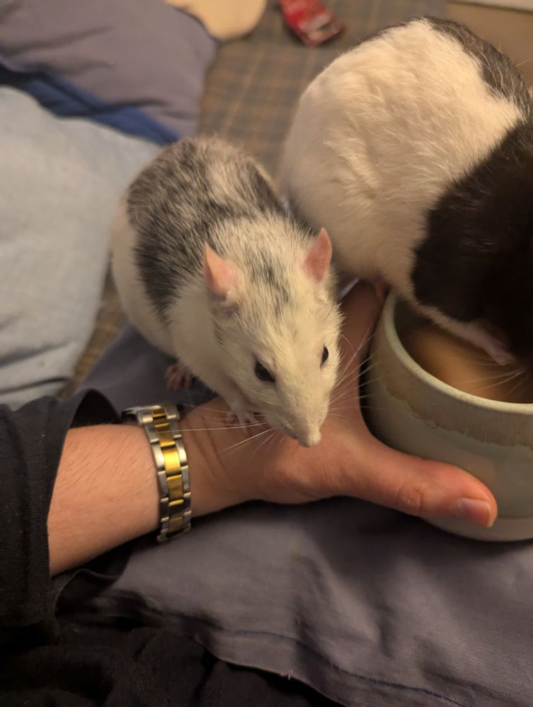 Sitting with his paws on my wrist. Ears up, black eyes shining.