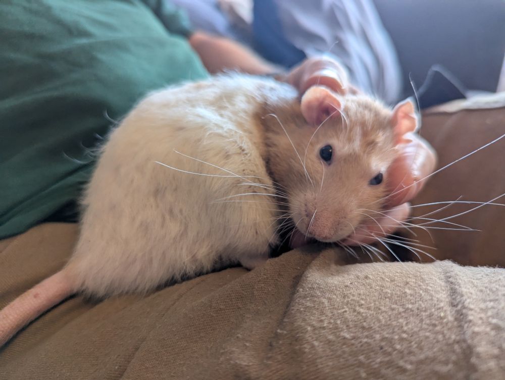 Farley, a ginger and white top eared rat, sits in his human's lap, head reading in his human's hand, snuggling.