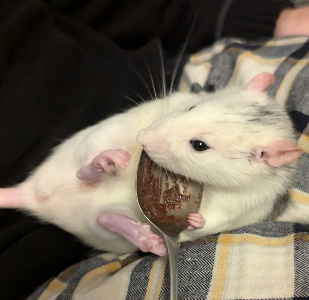 Older now, lying on his back, his dark markings receded to a sort of inverse blaze, he's holding a spoon of chocolate spread (containing medicine, but he doesn't know or doesn't mind) in his front paws and balancing it with his back feet as he licks away.