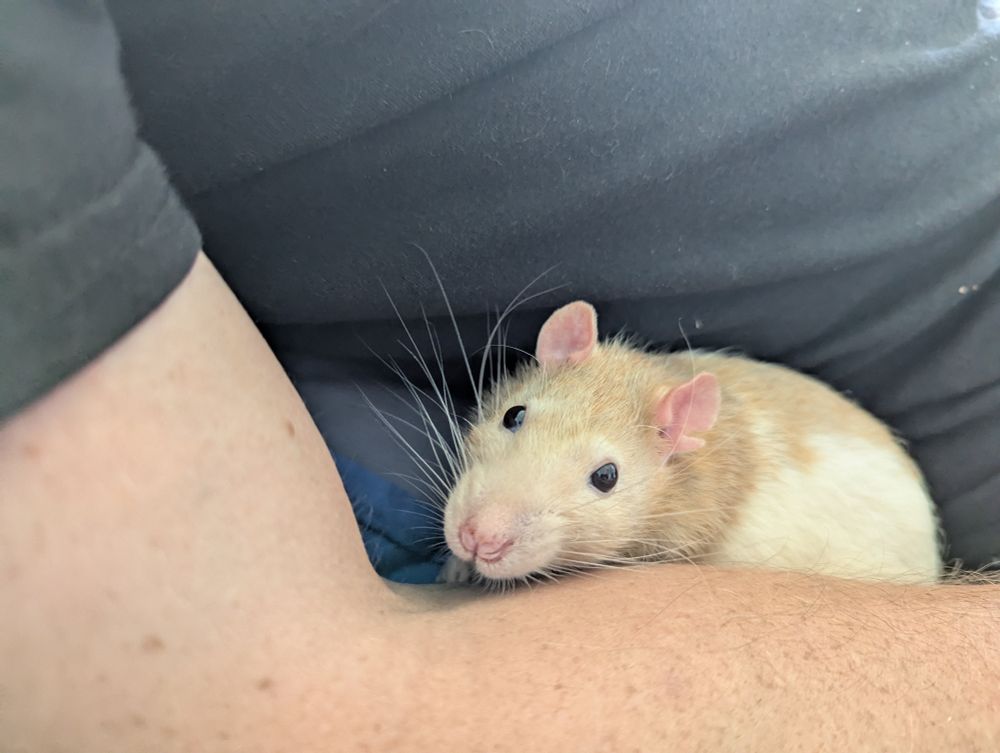 Farley, a ginger and white top eared rat, is nestled in the crook of his human's elbow. He's looking up at the camera.