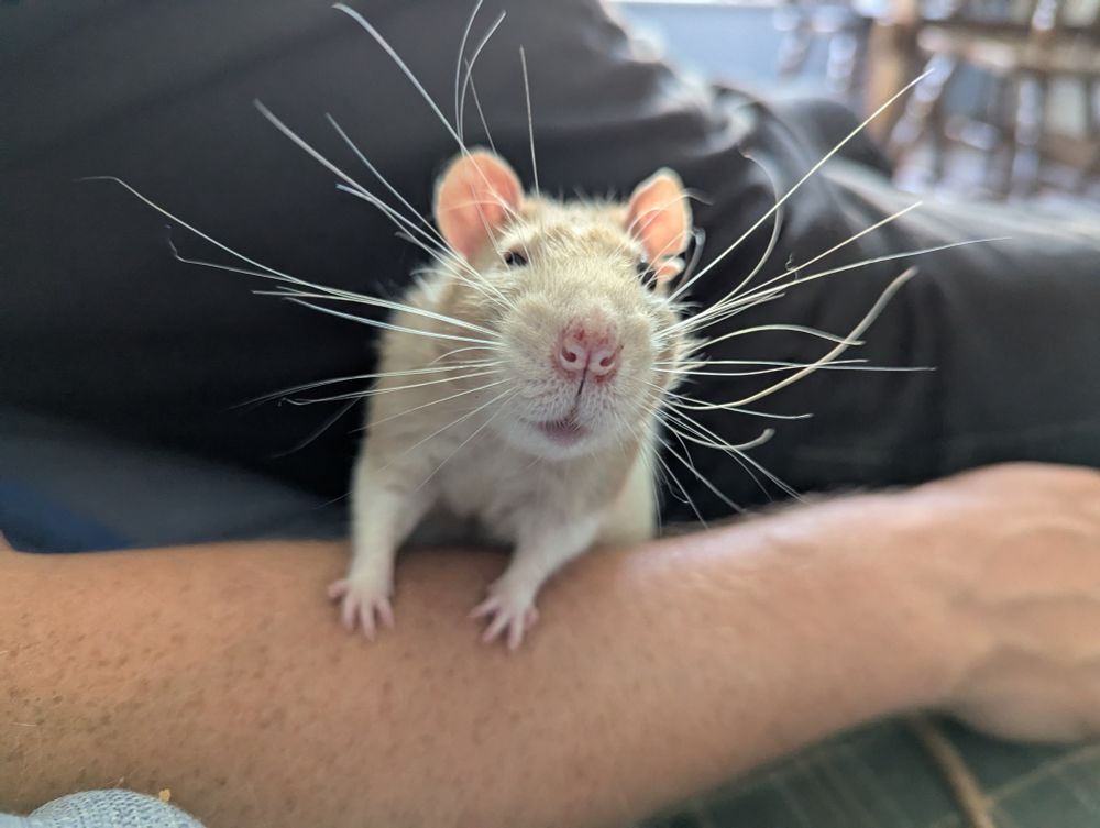Farley, a ginger and white top eared rat, looks at the camera over his human's forearm. He's backlit, so his whiskers stand out like a massive halo.