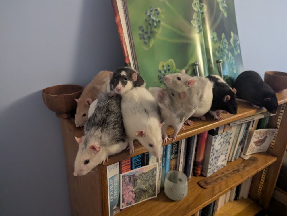 A group, or perhaps a pile, of rats jostling for space on top of a bookshelf. Left to right they are ginger hooded, dark roan, black and white, very light roan, agouti hooded, light grey hooded, black hooded and black. They're all cute.