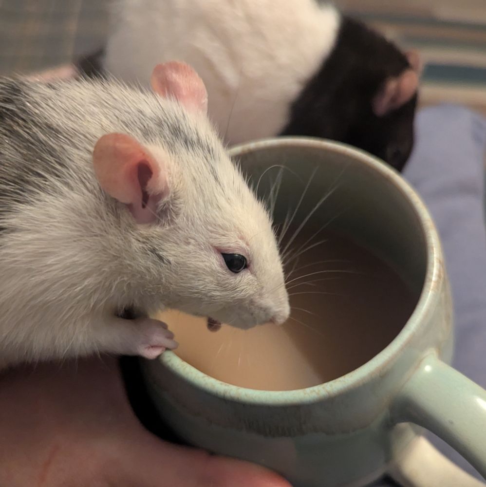 Leaning into a teacup, ears up, tongue out. Blep blep.