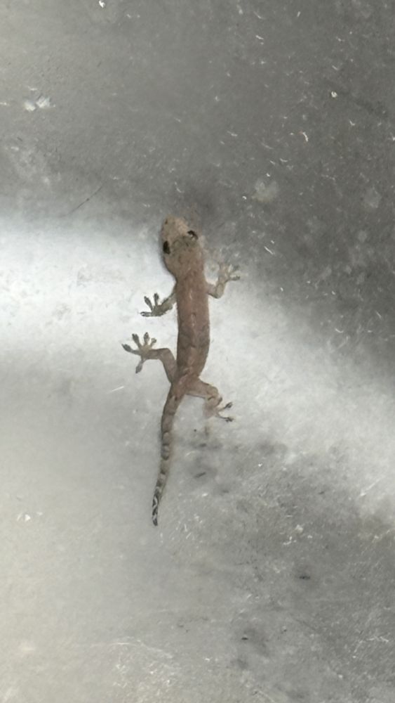 シンクの中にいたヤモリ