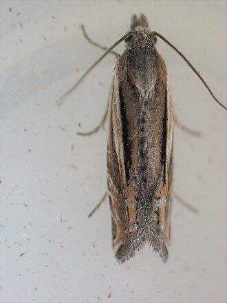 picture of Burt, Iowa