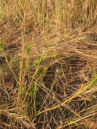 picture of Troy, Montana