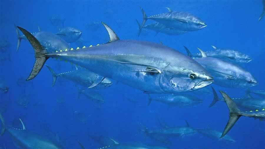 A school of tuna. They are beautiful.