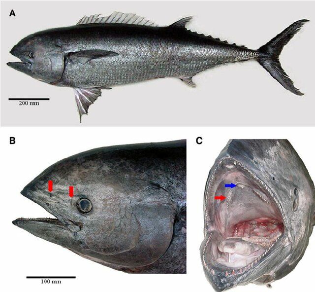 A scientific compound figure showing an adult Gasterochisma specimen. The first image shows the whole animal - it is generally shaped like a tuna, but has a small eye and a big forehead, and has huge scales all over its body. The second and third images are close-ups of the head with anatomical features labelled. Credit: Santos & Nunan 2014