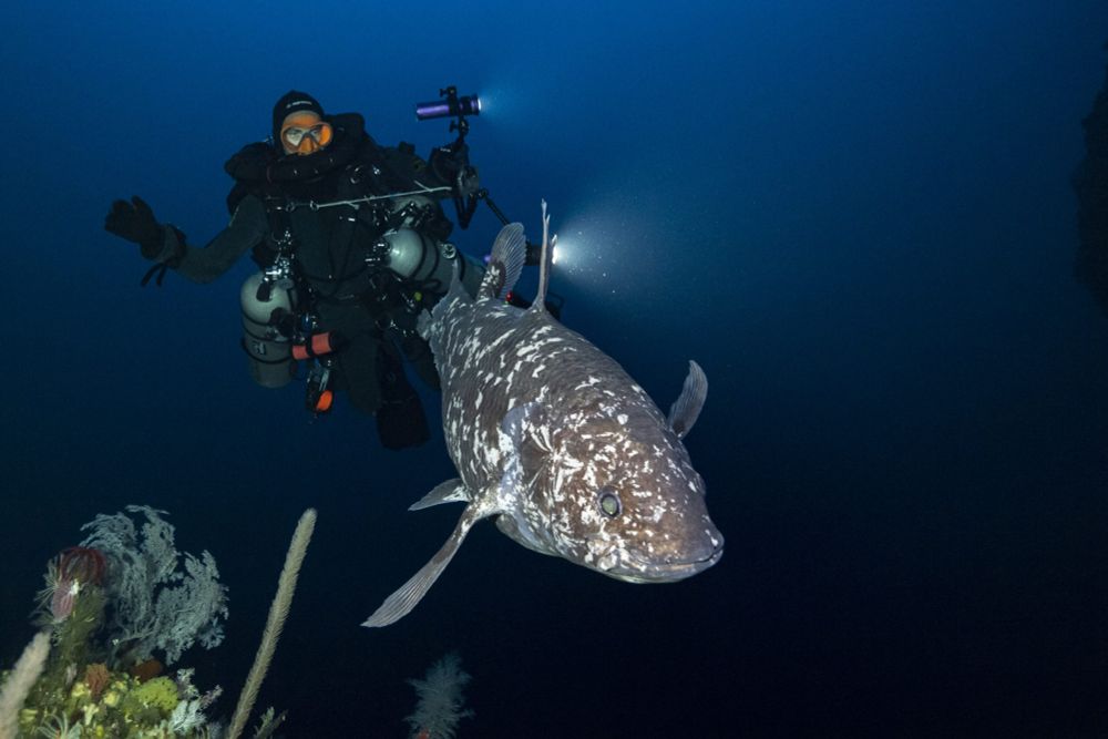 A live Indonesian Coelacanth photographed by divers in 2025. There is a diver behind the fish, which is speckled, odd looking, and smiling pleasantly.