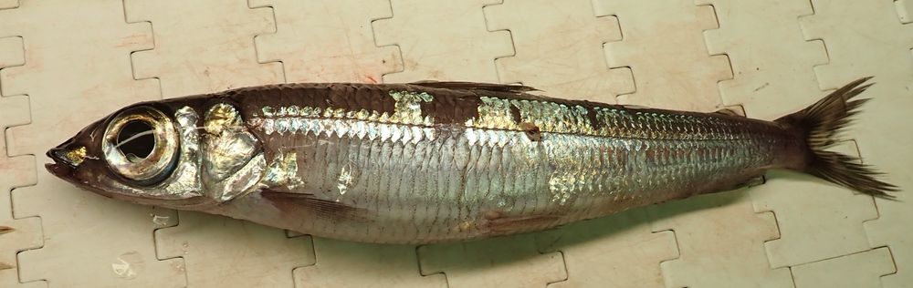 A greater argentine (Argentina silus) - it is a silvery fish with a slight greenish gold iridescent on the dorsal side. The eyes are HUGE!
