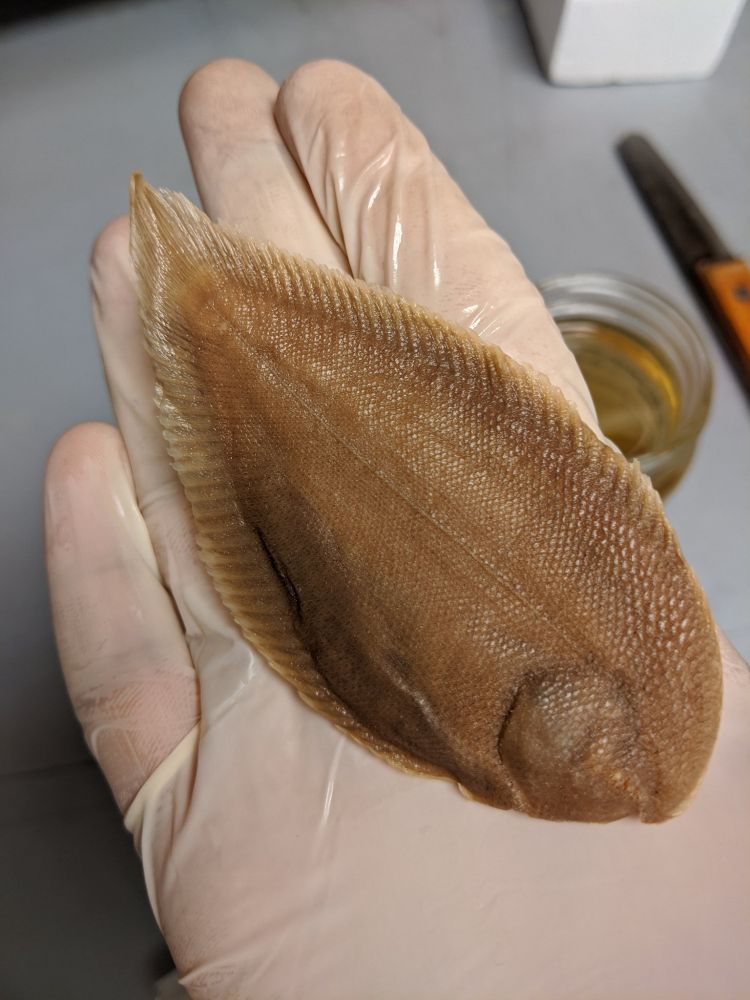 A brown, ethanol-preserved specimen of the eyeless flatfish Typhlachirus. The fish is broadly speaking a featureless, slightly tapered oval, sans eyes, sans teeth, sans pectoral fins, sans everything.