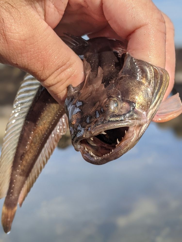 A plainfin midshipman being held between someone's thumb and forefingers. The fish is a beautiful bronze colour but has small eyes and a large mouth filled with hooked teeth that some might consider ugly. Not me though, I love these lil guys. Source: Alex Heyman/iNaturalist/Wikimedia.