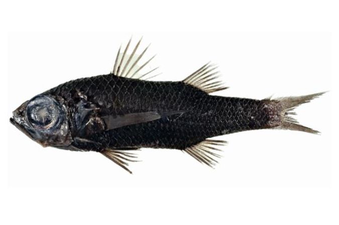 A photo of the pelagic basslet Howella - credit CSIRO