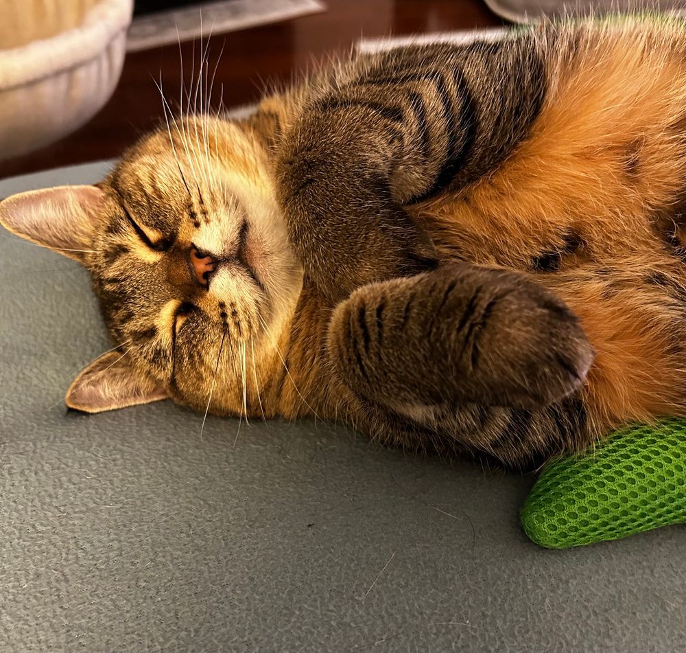 Sleeping brown tabby cat on her side facing the camera, front paws curled up in front of her, green catnip toy beside her, floofy belly on display