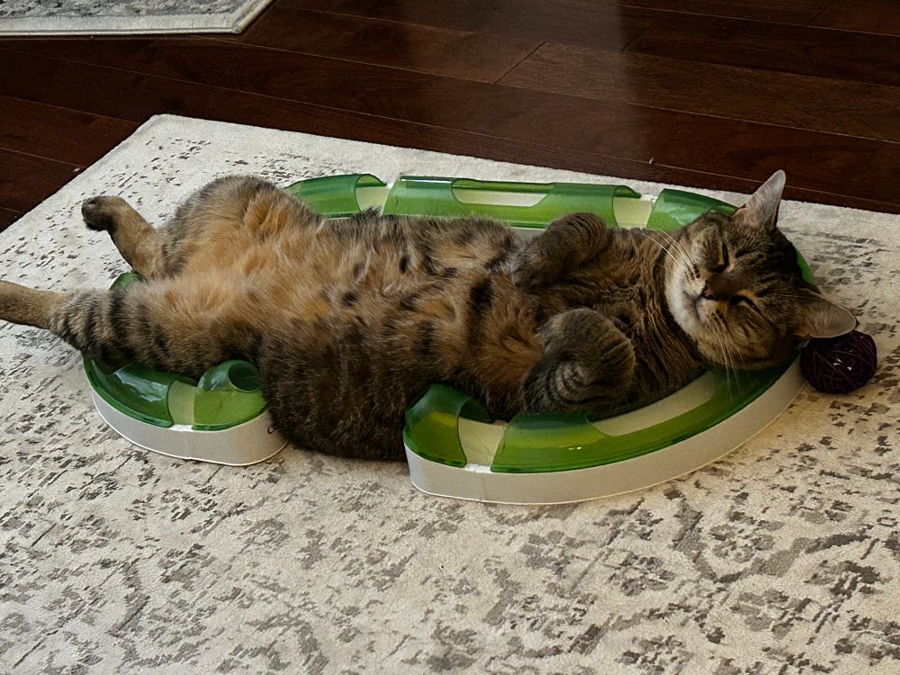 Brown tabby cat reclining on her back in a bright green oval-shaped ball track, front paws tucked up on her kitty chest and hind legs lolling over the end of the track. She is totally relaxed with eyes blissfully closed 