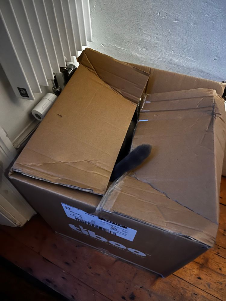 Cat tail sticking out of a cardboard box.