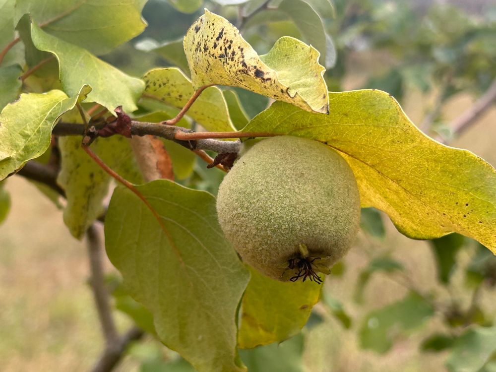 A small pear on a small tree in a garden. It has a lot of growing to do before it’s ripe.