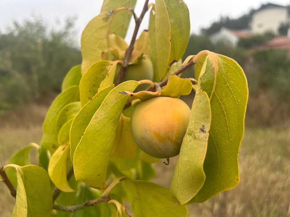 Sharon fruit on a small tree in a garden.