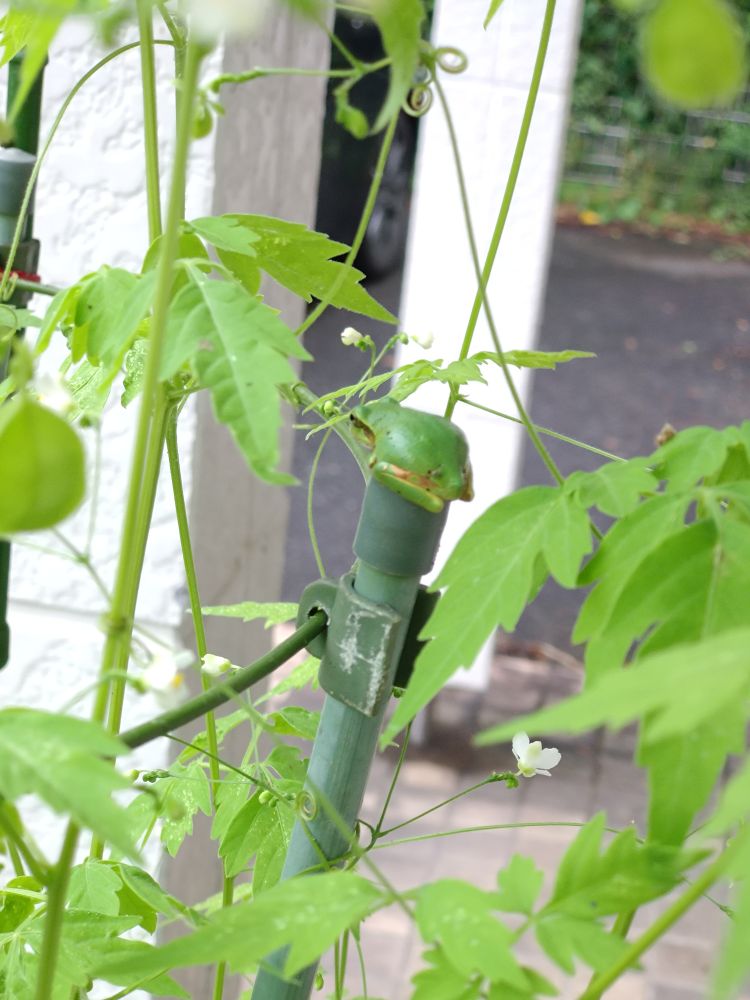 丸めの子がえるの尻