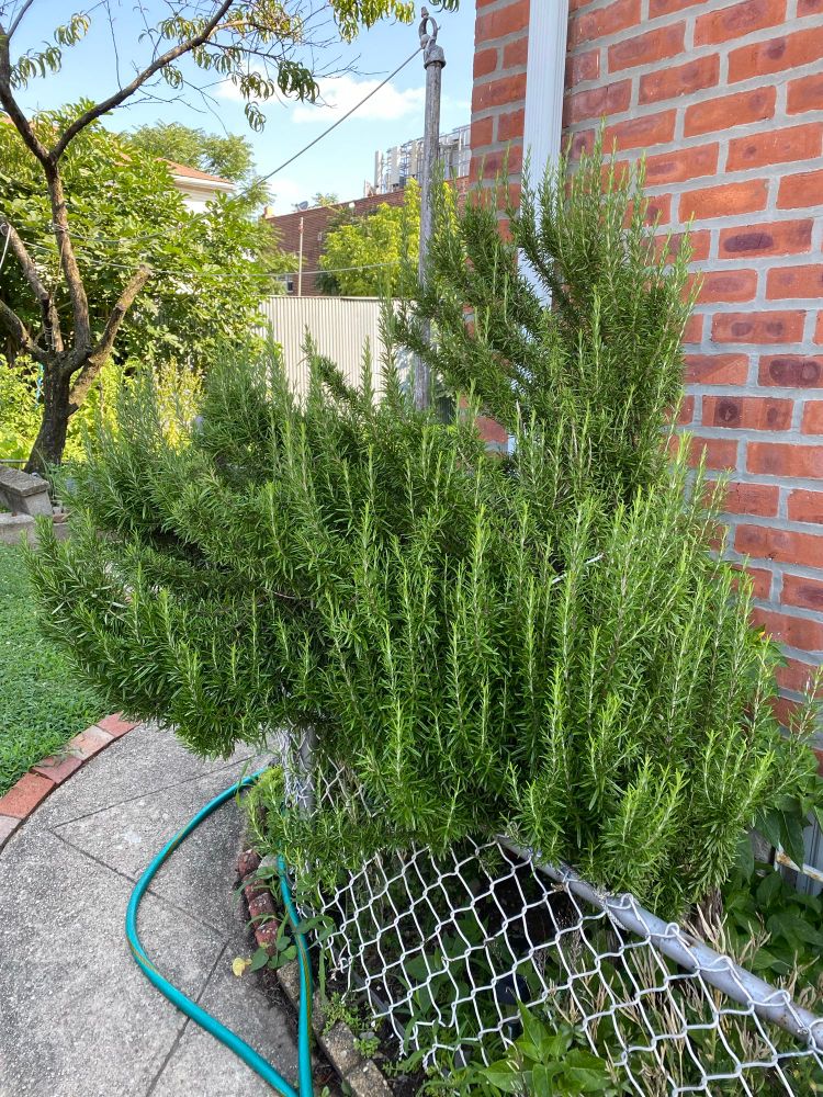 Anyone need any herbs?