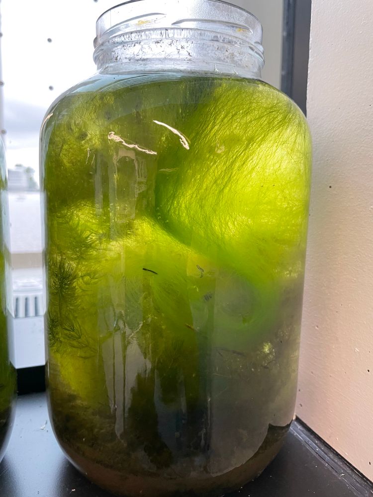 Large glass jar of algae and aquatic plants