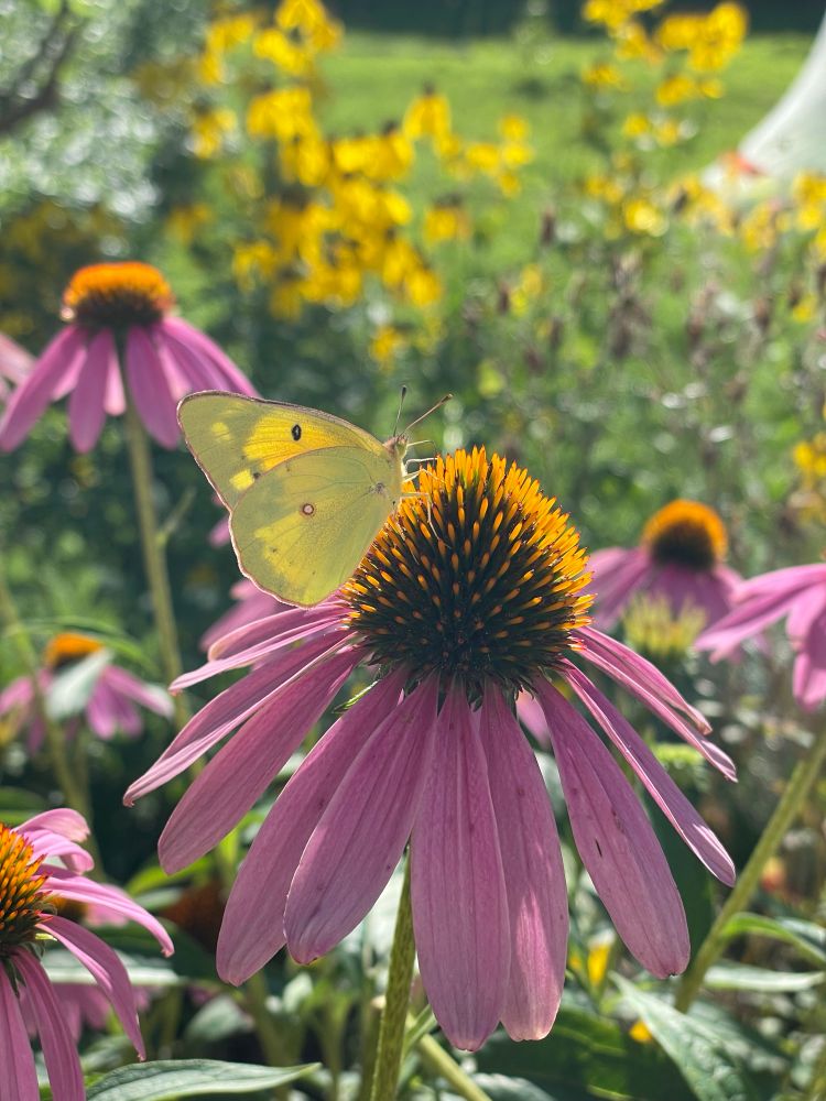 Yellow butterfly on purple coneflower