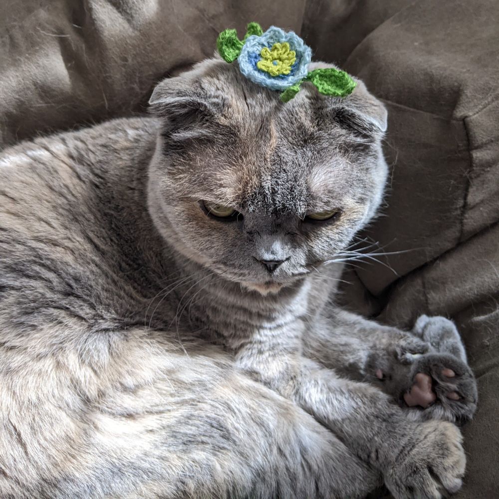 My cat Junie with a crochet flower and leaves on her head. The cat is a blue tortie shorthair and she looks soft, with good toe beans. The flower is mainly blue and looks like a stylised forget-me-not. She is doing a narrow-eyed cat smile so she looks cross