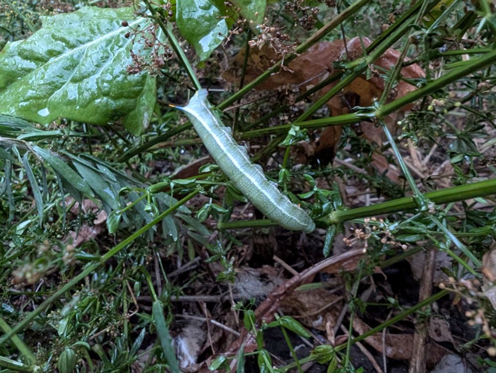 Hummingbird hawk moth caterpillar in leaves of hedge bedstraw plant. It's a big green caterpillar with a lovely bum spike, and two creamy white lines running down its sides