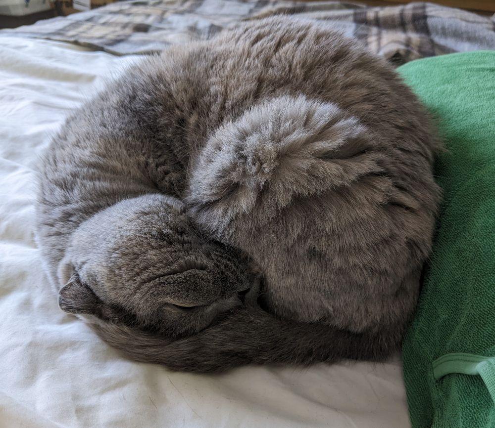Same cat but she's tucked herself into a ball. She's curled with her head upside down and facing right, so that her neck and shoulders are the left curve. Her back legs are the right curve. Her spine is the top curve and her tail the bottom curve. She is extremely round indeed