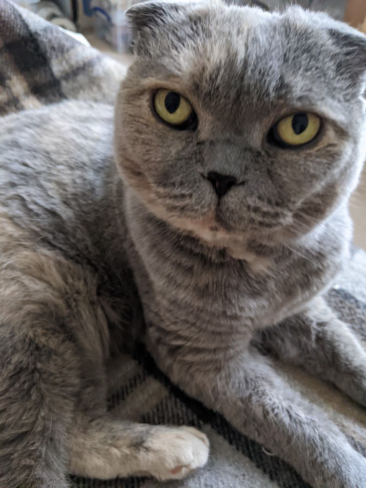 My cat Junie looking sweet, innocent and soft, she is a blue tortoiseshell
