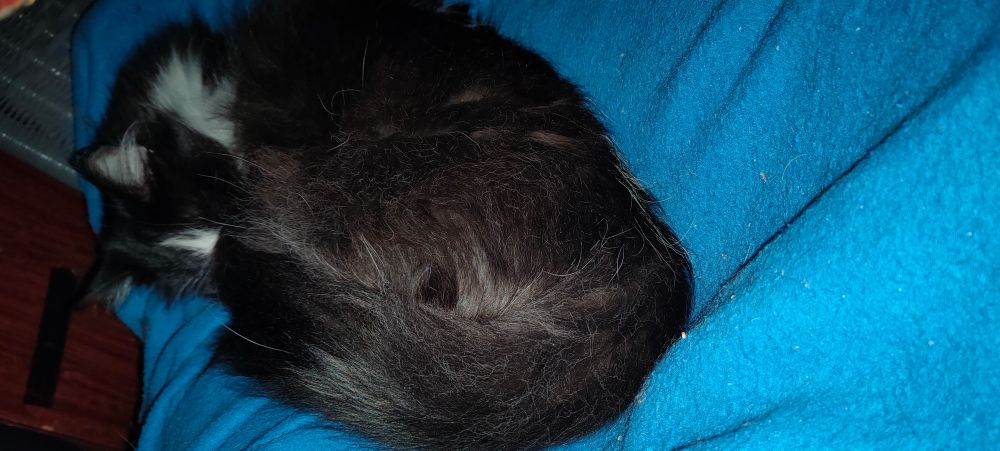 Sumi tiny!cat ( long-haired, mostly black with some white bits tuxedo) contentedly and adorably curled up tightly on top of my blue blanket-covered feet, which are raised up on the chair I put under my desk precisely for the putting-up-of-my-feet, but is generally Filled By Cat whenever it is that I go to do so. Because OF COURSE it is. ;)