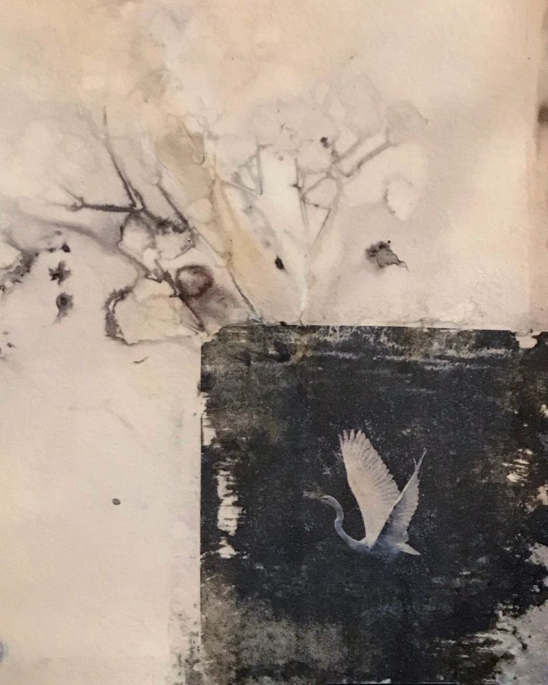 Wild. Forever ago. Where it almost seems like time began. Image transfer over botanical contact print. 🖤