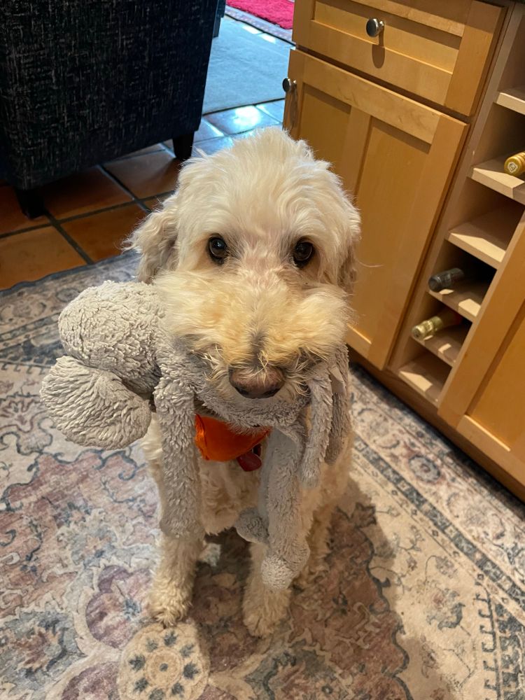 A very cute goldendoodle holding a stuffed animal in her mouth 