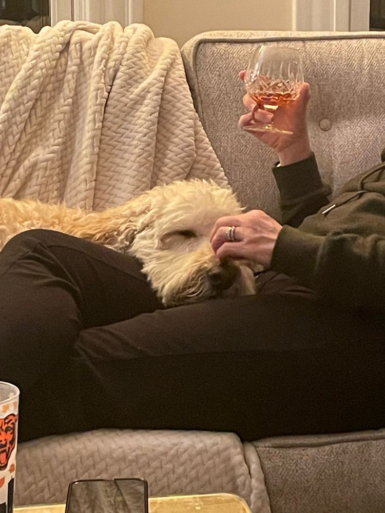 A very beautiful golden doodle asleep in a woman’s lap