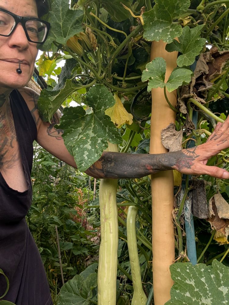 someone holds aside leaves to show several massive tromboncino squashes hanging