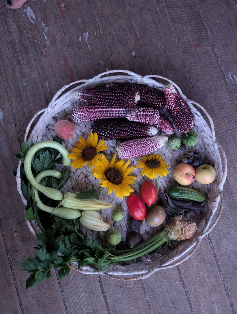 a flat basket with sunflowers, red corn, tomatoes, tromboncinos with flowers still attached, tomatillos, apples, beans, a cucumber, a peach, a few figs and one tiny bunch of grapes in it