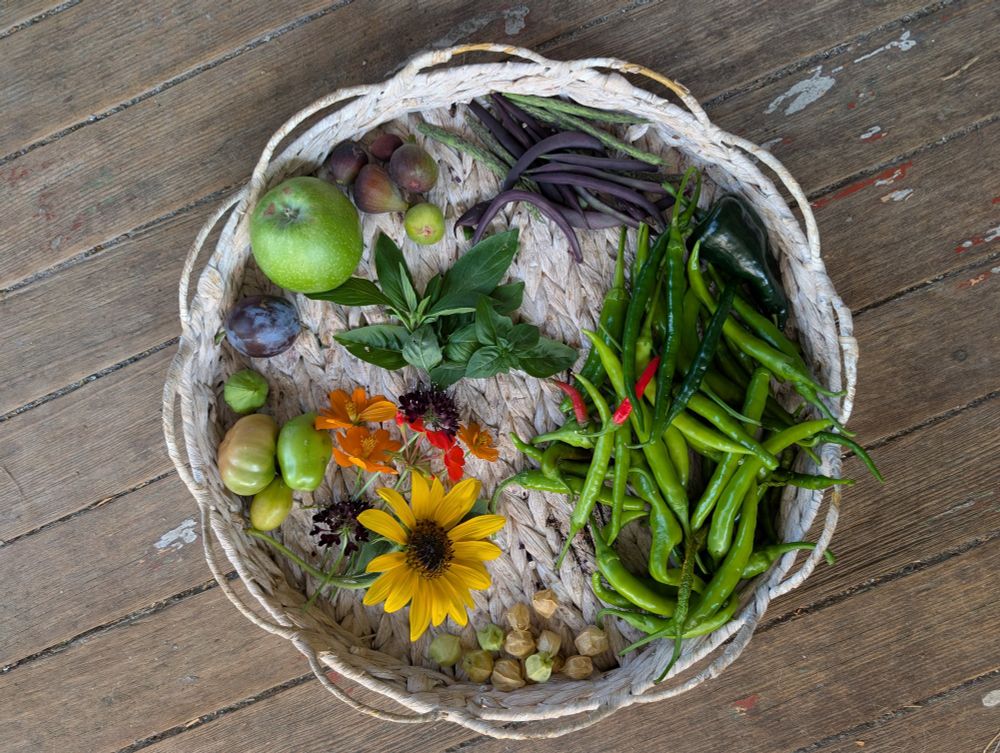a flat basket with peppers, ground cherries, tomatoes, herbs, beans, figs, flowers and an apple and a plum in it.