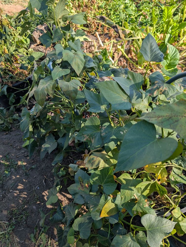 green lush sweet potato vines