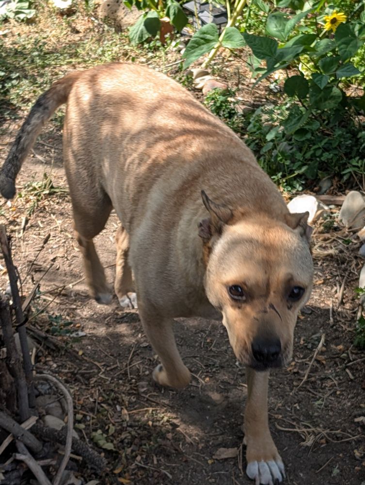 a tan dog named pookie, with a black nose and white toes, walking in a garden