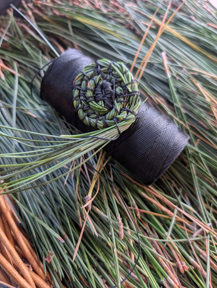 a small stitched spiral of pine needles on a roll of waxed thread, sitting on a basket full of pine needles