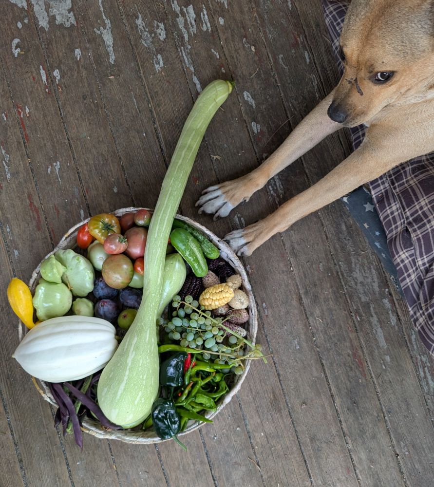 a dog stretches with a disturbed look on its face next to a basket full of squash, grapes, tomatoes, corn and beans