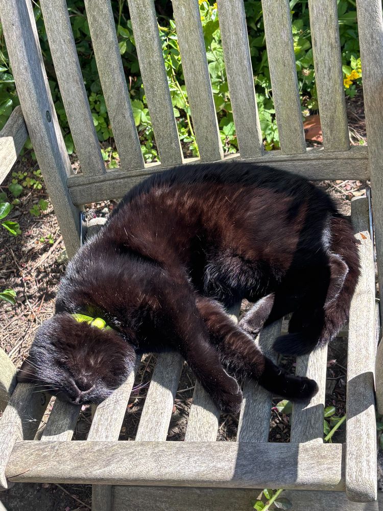 Photo of a black cat sleeping blissfully in the sunshine, on a wooden garden chair