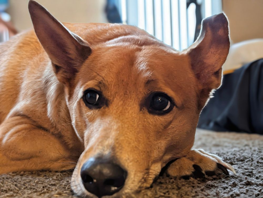 Lugosi, the shop dog, laying around 